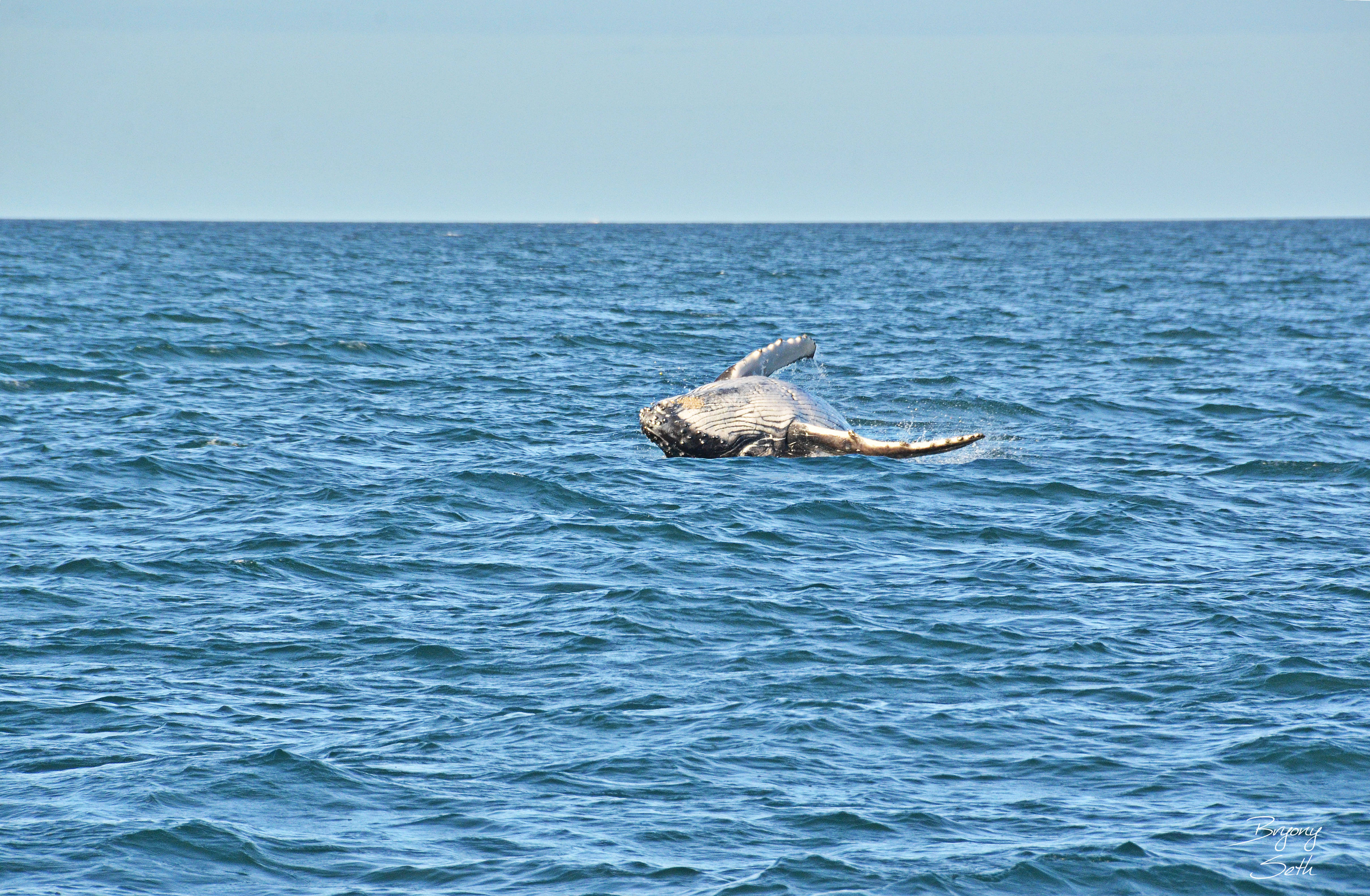 Humpback Whale